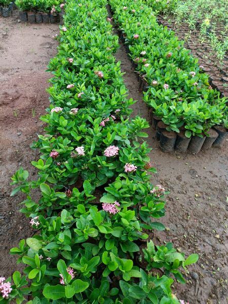 Teak Wood Plant Ficus Panda Supplier From Rajahmundry Andhra Pradesh