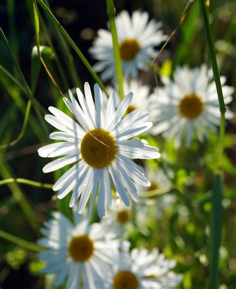 Flower Daisies Blossom Free Photo On Pixabay Pixabay