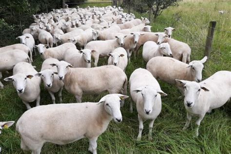 High Meat Yields Lambing Ratios Minimal Shepherding Costs The