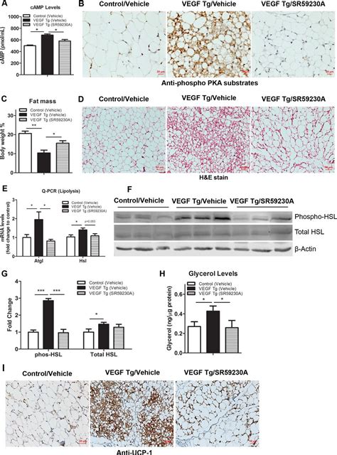 Transient Overexpression Of Vegf A In Adipose Tissue Promotes Energy