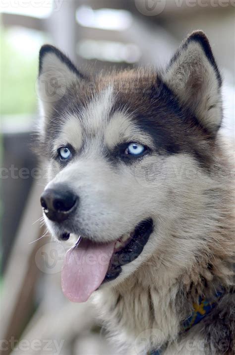 Alaskan Malamute Blue Eyes