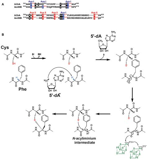 Frontiers Radical Sam Enzymes In The Biosynthesis Of Ribosomally