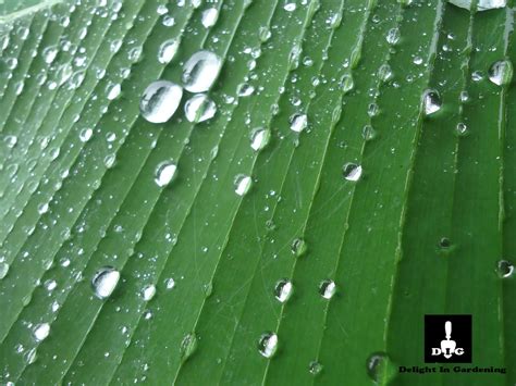 D.I.G THIS!!!: Plantain Plantation