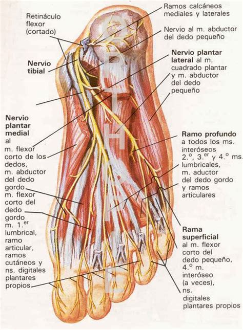 Biomecanica Y Ortopedia Del Pie