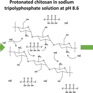 Schematic Representation Of Cross Linking Chitosan By Ionotropic