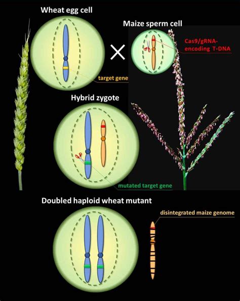 Site Directed Mutagenesis In Wheat Via Haploid Induction By Maize The Global Plant Council