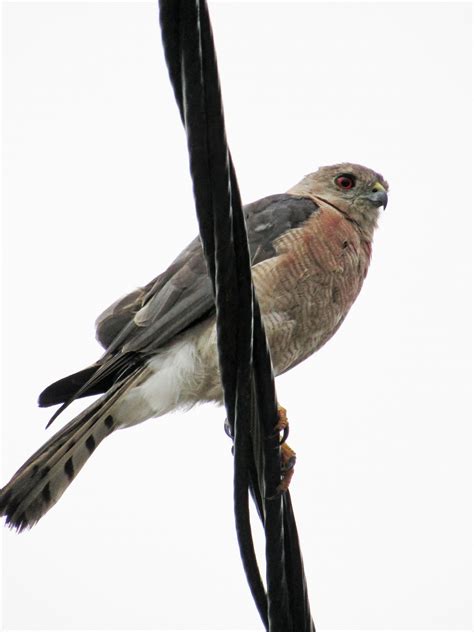 Kostenlose foto Vogel Augen Körper Spots Farbe Schnabel