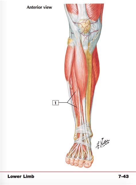 Muscles Of Leg Superficial Dissection Diagram Quizlet