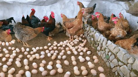 Raising Chickens For Eggs Artificial Insemination For Chickens