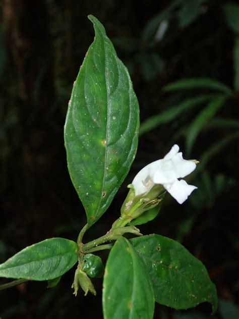 Strobilanthes Acanthaceae Image 211858 At PhytoImages Siu Edu