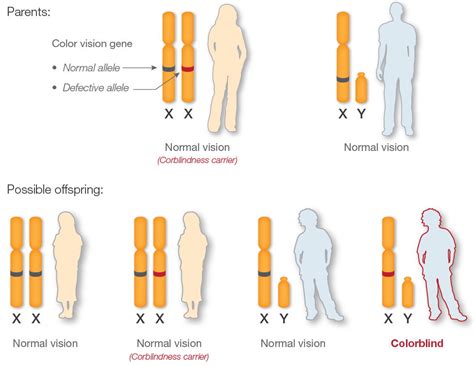 Sex Linkage