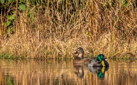 Mallard | Audubon Field Guide