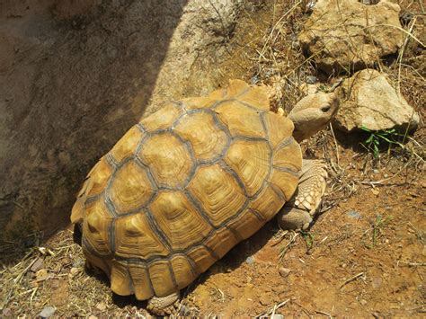 Fotos gratis animal fauna silvestre Zoo biología África parque