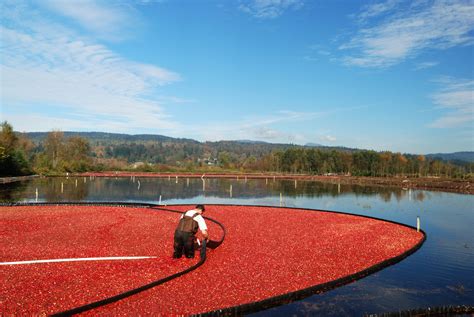 Wait Wolf Spiders Protect Cranberry Bogs Pointe Pest Control