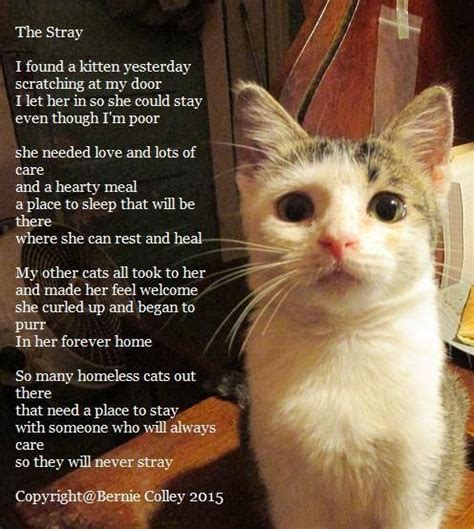 Purrsday Poetry The Stray Cute Funny Animals Cute Cats Funny Cats