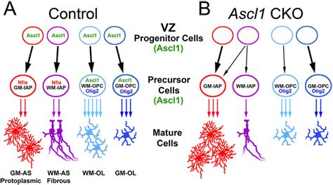 Summary Of Ascl Expression And Function During Gliogenesis In The