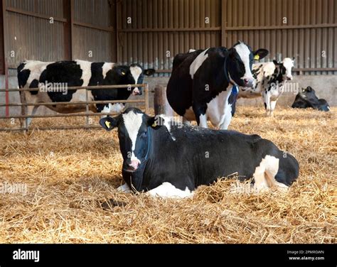 Domestic Cattle Holstein Friesian Type Dairy Cows Herd In Straw Yard