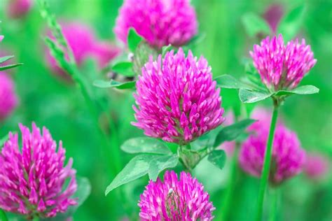 Red Clover Seed 500 Seeds Great From Food Plot Cover Crop