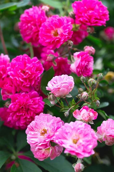 Rose Bush Pink Roses In The Garden Red Rose Bushes In The Park