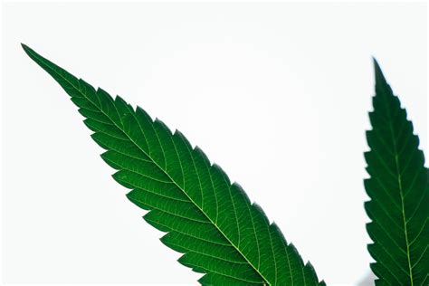 Hvad Er Hash Definition Fakta Og Vigtig Viden Om Cannabis