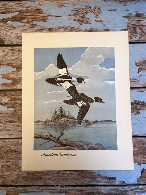 American Goldeneye Duck Print Vintage Sports Afield Ducks And Etsy