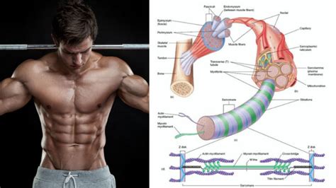 Science Of Muscle Hypertrophy SpotMeBro