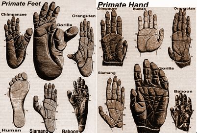 How Primates Differ From Other Mammals Primate Characteristics