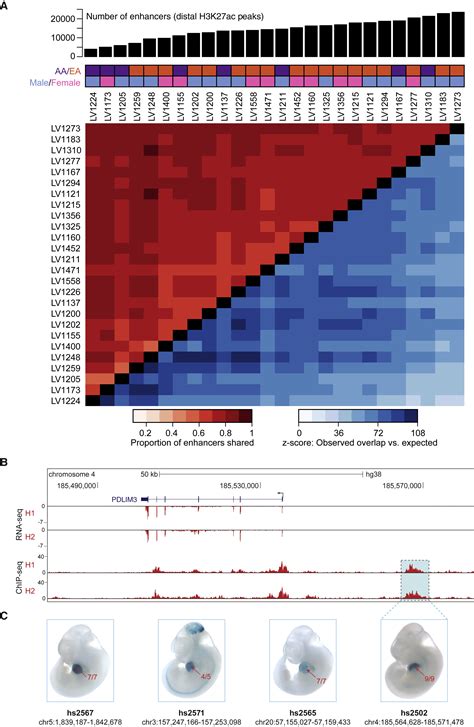 Genome Wide Fetalization Of Enhancer Architecture In Heart Disease