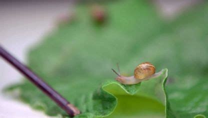 Remedios Para Evitar Y Eliminar Los Caracoles Y Babosas En Tus Plantas