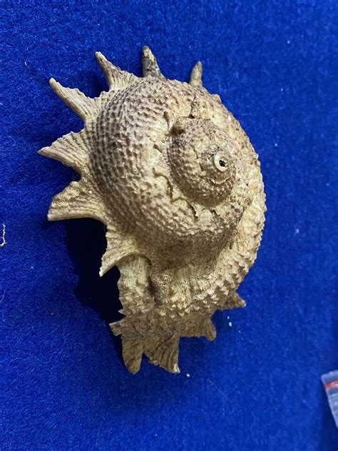 Astraea Heliotropium Sea Shell Ebay