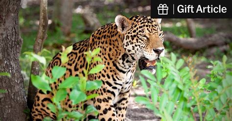 The Return of the Jaguar: Thanks to Mexican conservation efforts, the ...