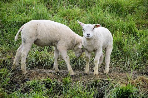 Lamb Free Stock Photo - Public Domain Pictures