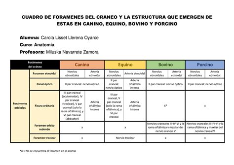 Foramenes Del Craneo Cuadro De Foramenes Del Craneo Y La Estructura