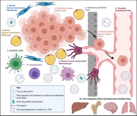 Brief Overview Of The Diversity Of The Breast Tumor Microenvironment