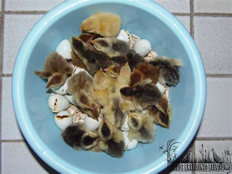 “Celadon” chicks of the Japanese quail again in 2020! – Birds Breeding ...