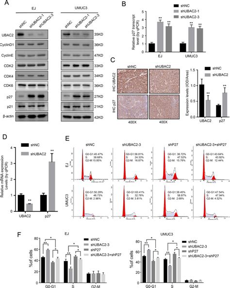 UBAC2 Promotes Bladder Cancer Proliferation Through BCRC 3 MiRNA 182 5p