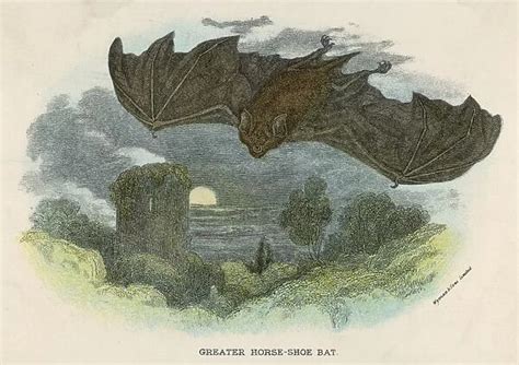 Bat / Greater Horseshoe / Nl Our beautiful Wall Art and Photo Gifts include Framed Prints, Photo ...