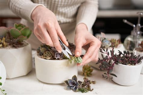 Mujer Cortando Echeveria Planta De Casa Suculenta En Una Olla Con Mini