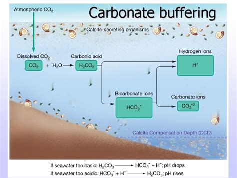 Chapter 7 Seawater Chemistry Acidbase Balance And Density