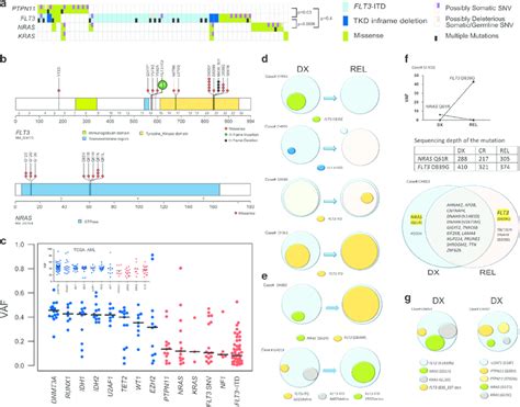 Mutations In The Ras Flt Pathway Are Subclonal And Tend To Be