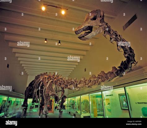 Dinosaur display Utah Field Museum of Natural History Dinosaur Gardens ...