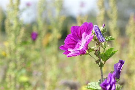 Flor Flores Color De Rosa Foto Gratis En Pixabay Pixabay