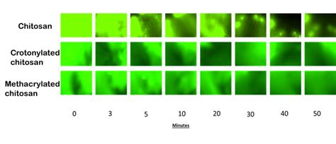 Vanukuru Enhancing Mucoadhesive Properties Of Chitosan With