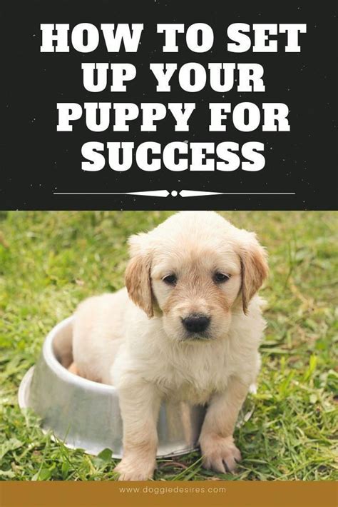 Setting Up Your Pup For Future Success Dog Training Training Your