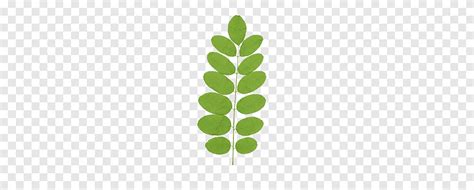 Leaves P Green Leafed Plant Png Pngegg