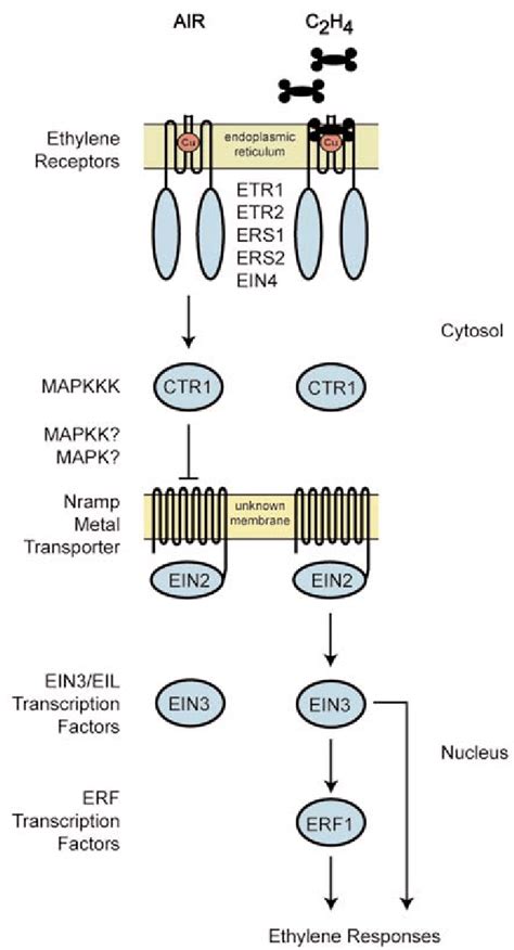 Model For Ethylene Signal Transduction In Air Ethylene Receptors