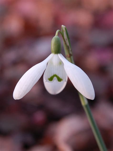 Galanthus Headbourne Beth Chattos Plants And Gardens