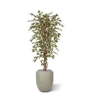 Ficus Exotica Plante Artificielle Deluxe 180 Cm Vert