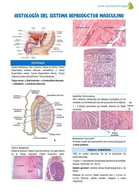 Aparato Reproductor Masculino Laboratorio De Histologia Youtube The