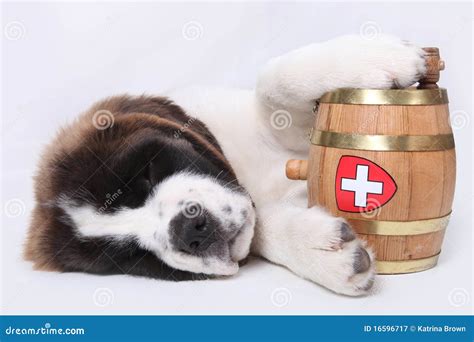A Saint Bernard Puppy With Rescue Barrel Royalty Free Stock Photography ...